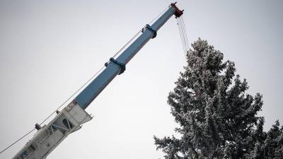 Главную новогоднюю елку срубят рядом с деревней Таширово