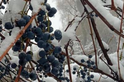 Украину засыпало первым снегом: кому повезло больше всех