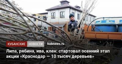 Липа, рябина, ива, клен: стартовал осенний этап акции «Краснодар — 10 тысяч деревьев»