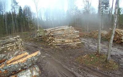 В Смоленской области «черные лесорубы» незаконно спилили деревьев почти на 4 млн рублей
