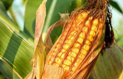 Экспорт кукурузы из Украины превысил 3,5 млн т
