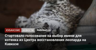 Стартовало голосование на выбор имени для котенка из Центра восстановления леопарда на Кавказе