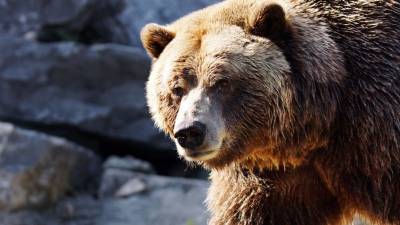 На Аляске самолет сбил медведя при посадке