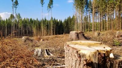 Прокурор Богдан Заричанский про алгоритм процессуальных действий во время досудебного расследования незаконной вырубки леса