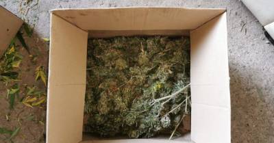 Во время обыска полиция нашла более 3 кг марихуаны