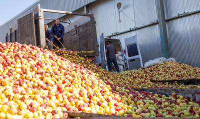 Экспорт яблок из Грузии вырос в 11 раз