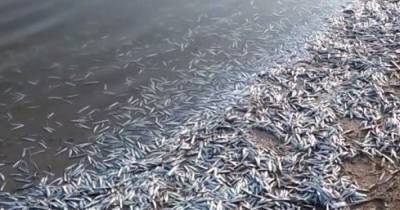 В Молочном лимане массово гибнет рыба