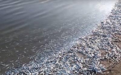 Возле Кирилловки зафиксировали массовую гибель рыбы