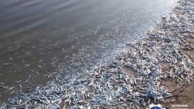 В Запорожской области зафиксировали массовую гибель рыбы