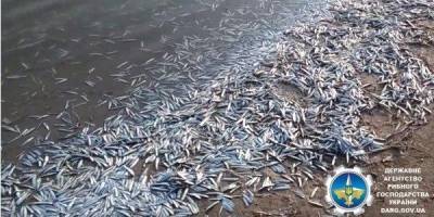 В лимане Азовского моря массово погибла рыба