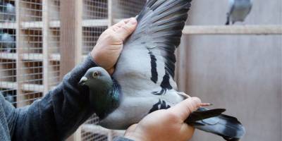 Бельгийского гоночного голубя продали за рекордные $1,9 млн. Стартовая цена птицы была 236 долларов