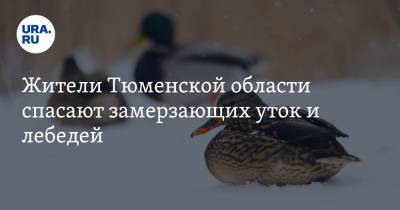 Жители Тюменской области спасают замерзающих уток и лебедей. Фото