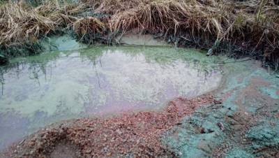 Экологи не обнаружили химического загрязнения на побережье в Кронштадте