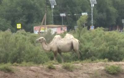Астраханские чиновники подали в суд на владельца сбежавших верблюдов