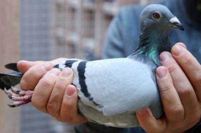 Скоростного голубя продали за рекордные 1,9 млн долларов