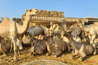На пенсионера из Астраханской области подали в суд из-за стада верблюдов