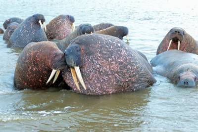 Ученые установили сроки появления лежбища моржей на Ямале