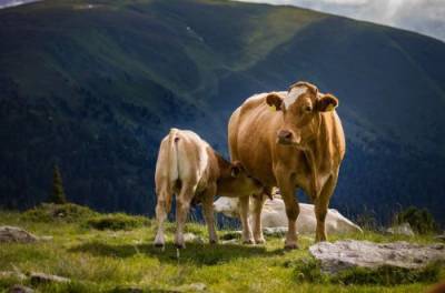 Ученые в Украине вывели новую породу коров: что умеет чудо-животное
