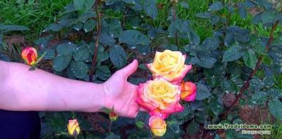 Ложная мучнистая роса на розах – как бороться и чем опрыскивают?