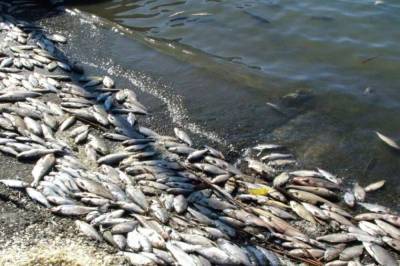 На Запорожье тысячи мертвых рыб выбросило на берег: фото явления
