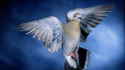 Житель Китая купил скоростного почтового голубя за 1,6 миллионов евро