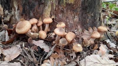Какие грибы собирают в ноябре в центральной части России