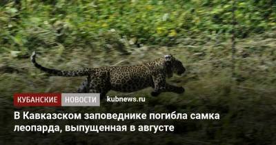 В Кавказском заповеднике погибла самка леопарда, выпущенная в августе