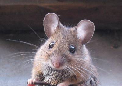 Приятного аппетита: Украинец купил пачку овсянки с живыми мышами