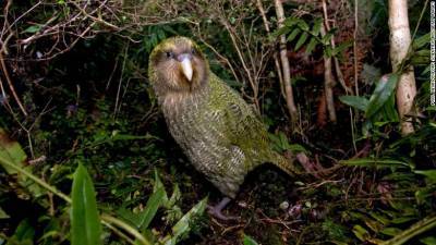 В Новой Зеландии со скандалом выбрали птицей года толстого нелетающего попугая