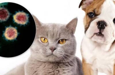 Могут ли кошки и собаки заразиться COVID-19: ответ иммунолога