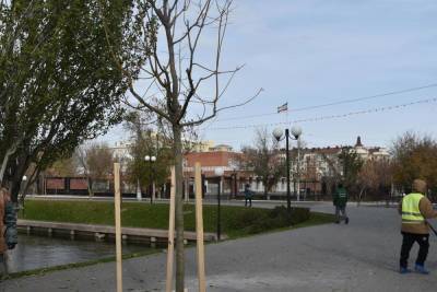 В Астрахани на Лебедином озере высадили большие деревья