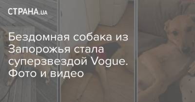 Бездомная собака из Запорожья стала суперзвездой Vogue. Фото и видео
