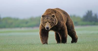 На Аляске самолет сбил бурю медведицу: ее детеныш выжил - tsn.ua - США - шт.Аляска - state Alaska