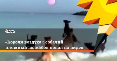 «Короли воздуха»: собачий пляжный волейбол попал на видео