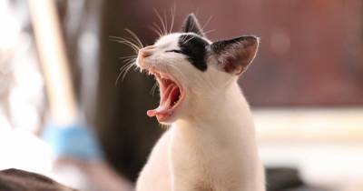 "Покорми!": создано приложение для перевода кошачьего мяуканья в слова