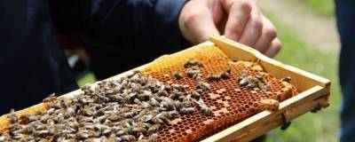 Бурятский пчеловод обратился в прокуратуру с жалобой на местных чиновников
