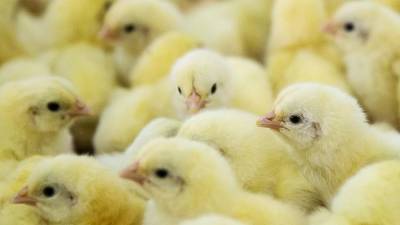 В Дании из-за вспышки птичьего гриппа решили уничтожить 25 тыс. цыплят