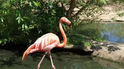 Розовые фламинго по дороге на юг решили передохнуть на озере Караколь