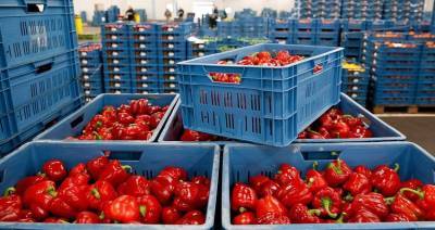 В Беларуси завершили закладку плодоовощной продукции в стабфонды