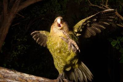 Птицей года в Новой Зеландии стал какапо: летать не умеет, но очень хорошо притворяется кустом