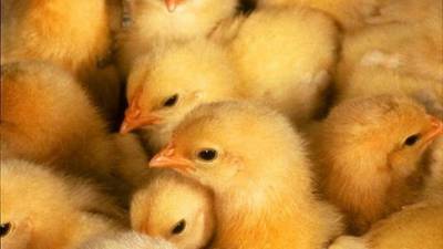 В Дании из-за вспышки птичьего гриппа уничтожат 25 тысяч цыплят