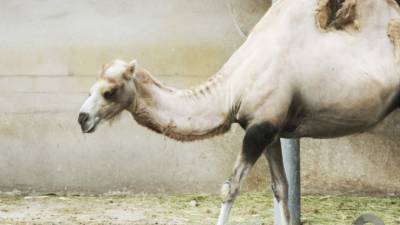 В Астраханской области подали в суд на владельца сбежавших верблюдов
