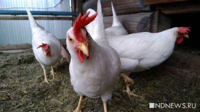 В Дании забьют 25 тысяч цыплят из-за вспышки птичьего гриппа