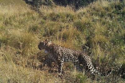 В горах Кавказского заповедника погибла самка леопарда, выпущенная летом в дикую природу