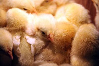 В Дании решили уничтожить 25 тысяч цыплят из-за вспышки птичьего гриппа
