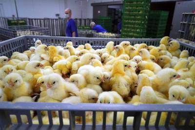 Власти Дании вслед за норками решили уничтожить цыплят