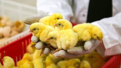 После норок в Дании будут убивать цыплят
