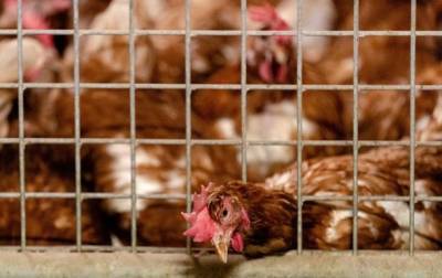 В Дании из-за вспышки птичьего гриппа хотят уничтожить 25 тысяч цыплят