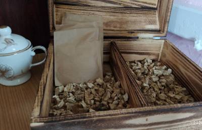 На Сумщине собрали первый урожай кофейного цикория