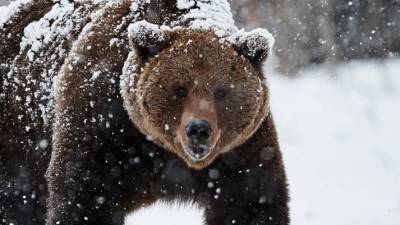 На Аляске самолет сбил медведицу, ее детеныш уцелел: подробности и фото
